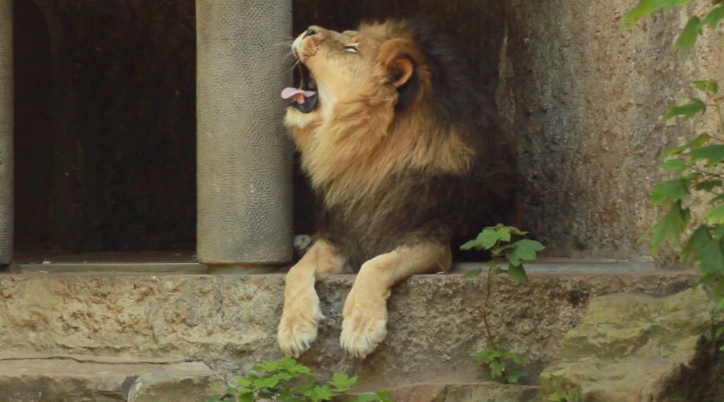 slow tv lion yawn